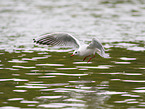 black-headed gull