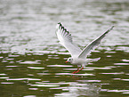 black-headed gull