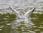 black-headed gull