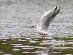 black-headed gull