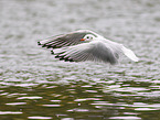 black-headed gull