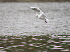 black-headed gull