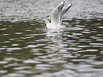 black-headed gull