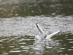black-headed gull