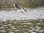 black-headed gull