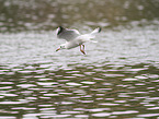 black-headed gull