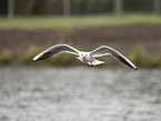black-headed gull