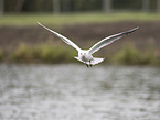 black-headed gull