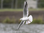 black-headed gull