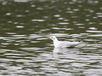 black-headed gull