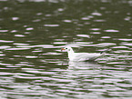 black-headed gull