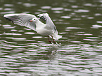 black-headed gull