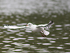 black-headed gull