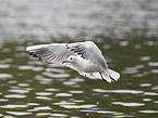 black-headed gull