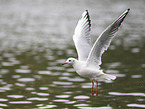 black-headed gull