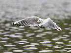black-headed gull