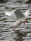 black-headed gull