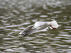 black-headed gull