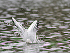 black-headed gull