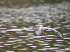 black-headed gull