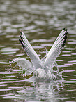 black-headed gull