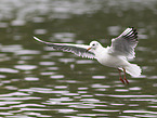 black-headed gull