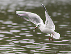 black-headed gull