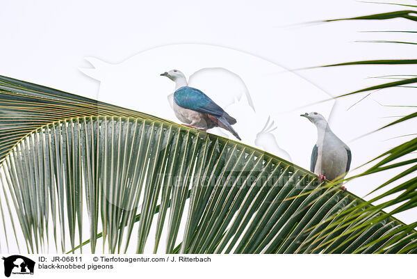 Schwarzhcker-Fruchttauben / black-knobbed pigeons / JR-06811