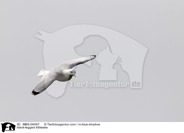 Dreizehenmwe / black-legged kittiwake / MBS-09497