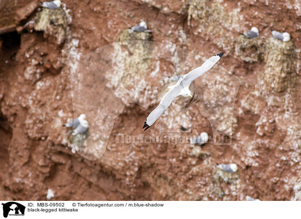 Dreizehenmwe / black-legged kittiwake / MBS-09502