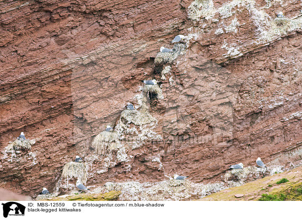 Dreizehenmwen / black-legged kittiwakes / MBS-12559