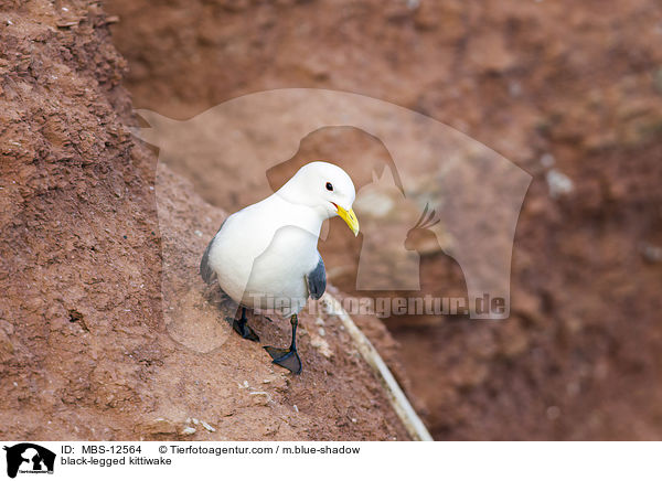 black-legged kittiwake / MBS-12564