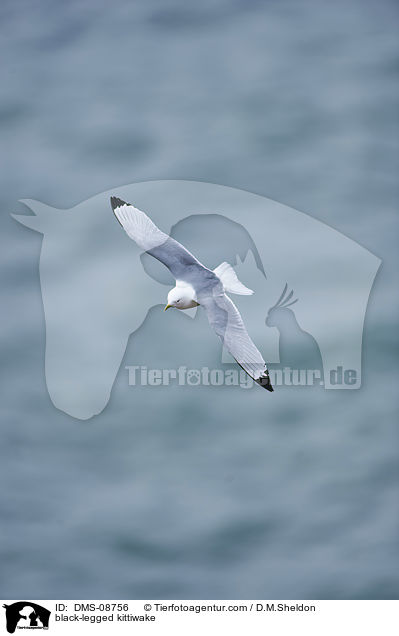 black-legged kittiwake / DMS-08756