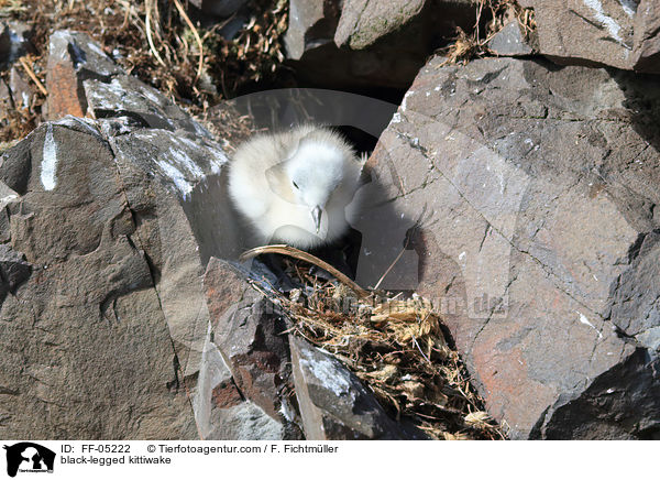 Dreizehenmwe / black-legged kittiwake / FF-05222
