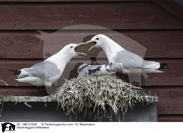 Dreizehenmwen / black-legged kittiwakes / HB-01836