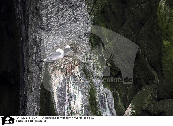 Dreizehenmwen / black-legged kittiwakes / MBS-17097