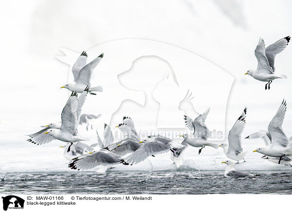 Dreizehenmwe / black-legged kittiwake / MAW-01166