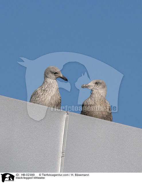 Dreizehenmwe / black-legged kittiwake / HB-02389