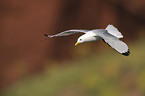 black-legged kittiwake