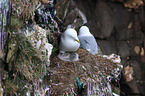 black-legged kittiwakes