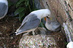 black-legged kittiwakes