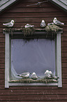black-legged kittiwakes