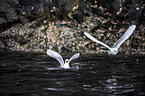 black-legged kittiwakes