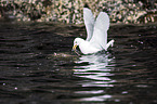 black-legged kittiwake