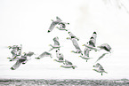 black-legged kittiwake