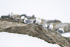 black-legged kittiwake