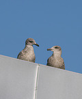 black-legged kittiwake