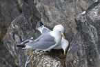 black-legged kittiwake