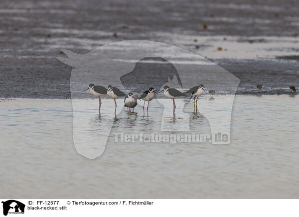 Amerikanischer Stelzenlufer / black-necked stilt / FF-12577