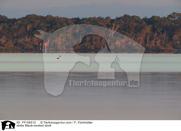stride Black-necked stork / FF-08512